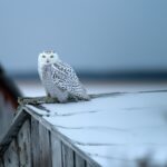 Tunturipöllö ladon katolla, reijonkuvasivut.com.